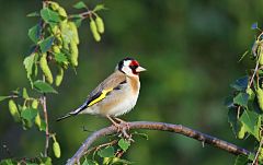 European Goldfinch